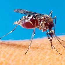 Bir Ayda 4 Milyon Sivrisinek Yakaladı